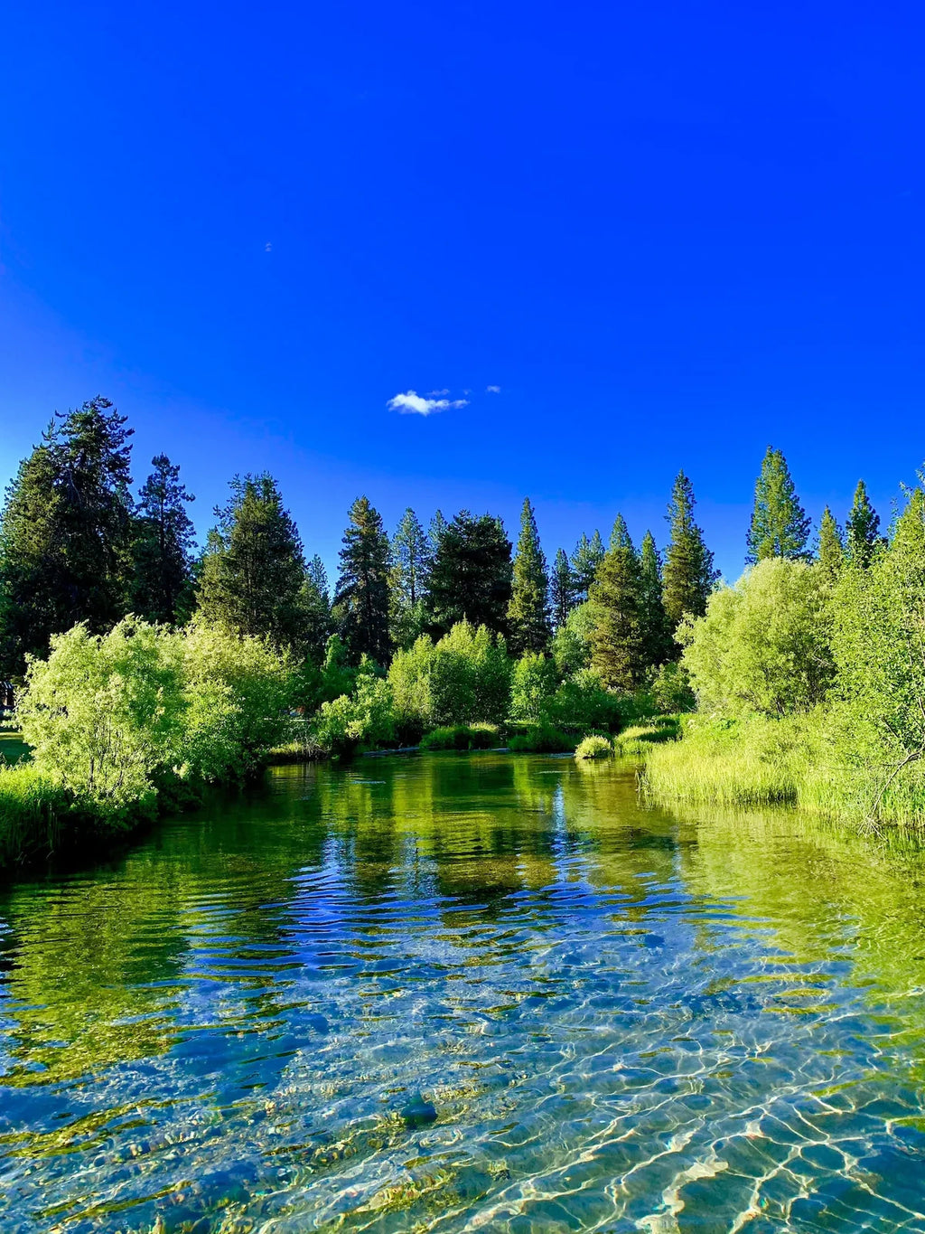 PRECIOUS KLAMATH ORGANIC 2000mg - High Nutrition Food Supplement