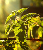 THE INCREDIBLE ORGANIC NETTLE - Food Supplement