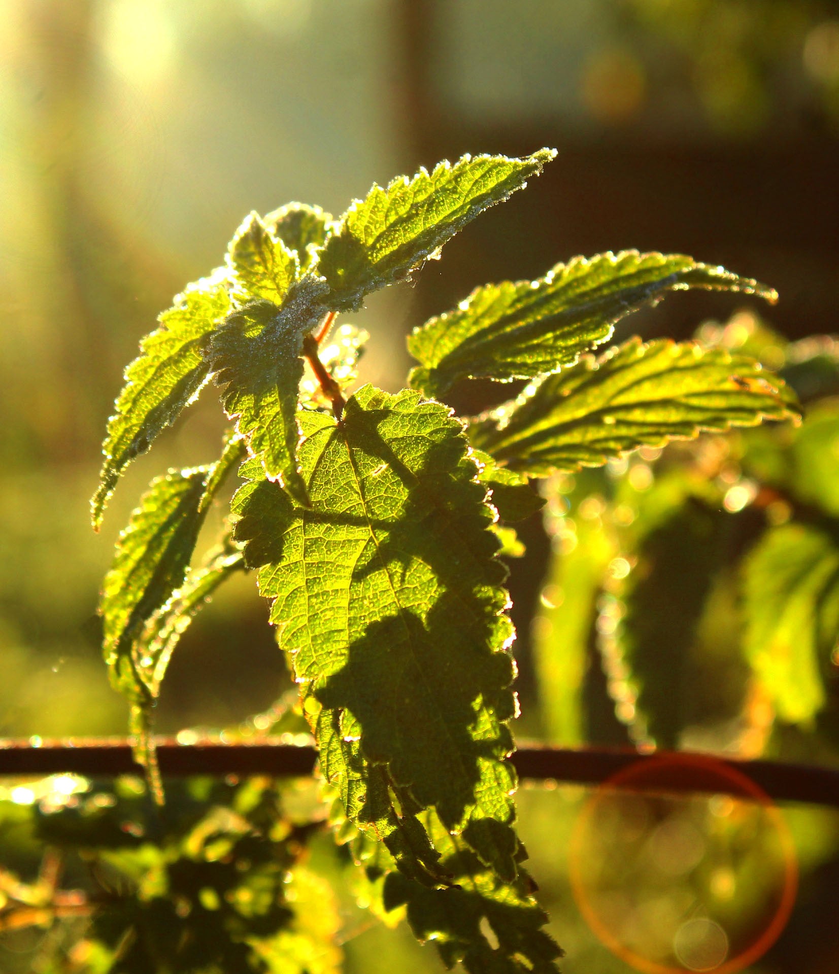 THE INCREDIBLE ORGANIC NETTLE - Food Supplement