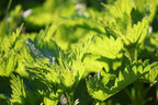 PRO - THE INCREDIBLE ORGANIC NETTLE 2000mg - Food Supplement