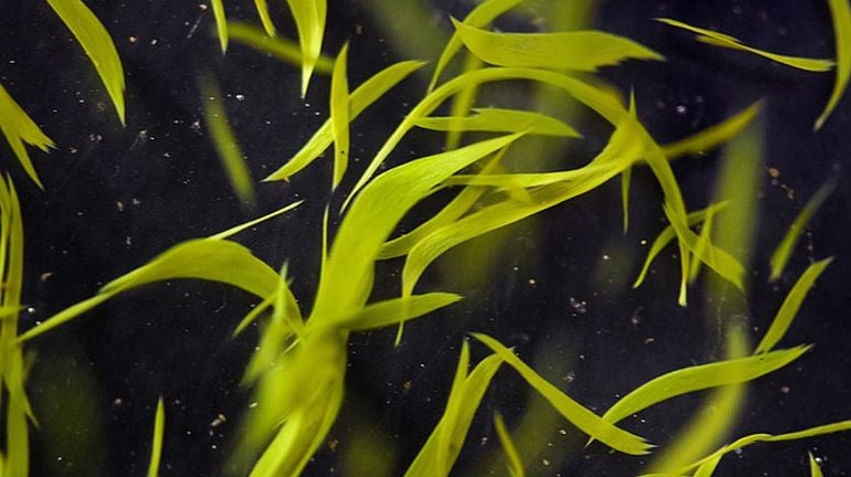 PRECIOUS KLAMATH ORGANIC 2000mg - High Nutrition Food Supplement